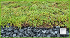 Sedum dak
